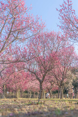 馬見丘陵公園の梅林