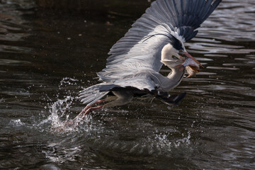 Graureiher beim Fischfang