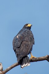 Krabbenbussard