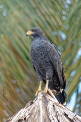 Krabbenbussard
