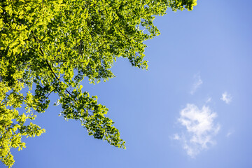 
Green tree branch on sunny day on blue sky background with white cloud