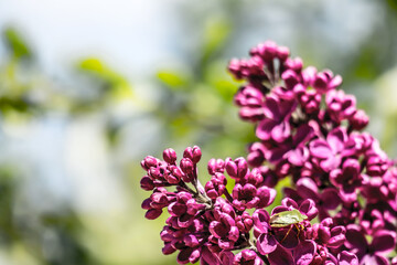 
Red lilacs photographed on a sunny spring day on a green background