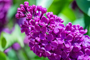 
Red lilacs photographed on a sunny spring day on a green background
