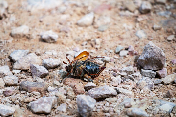 A dead insect on a stone gravel road