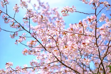 pink cherry blossom on blurry background 