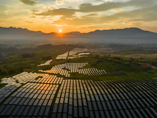The ginger agricultural recovery and figure