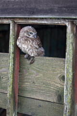 A portrait of a juvenile Little Owl in the window of an old barn
