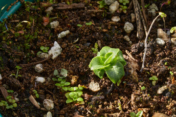 February and the Eryngium 