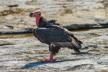 The red-headed vulture , Sarcogyps calvus, also known as the Asian king vulture, Indian black...