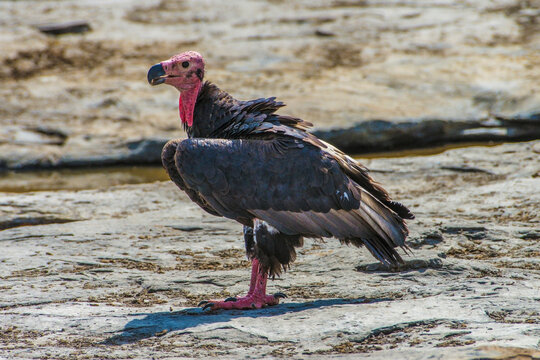 The red-headed vulture , Sarcogyps calvus, also known as the Asian king vulture, Indian black vulture, Panna National Park, Madhya Pradesh, India