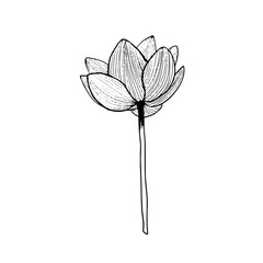 Lotus flower hand drawn sketch doodle black illustration isolated on white background