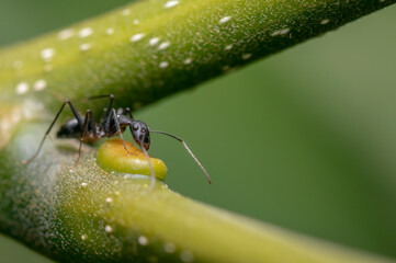 Camponus sp Ant Foraging in a tree branch
