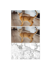 Malowanie po numerach
płótno z ponumerowanymi polami
reprodukcję słynnego dzieła
zestaw do malowania po numerach
Malowanie po numerach
Kot
Rudy kot
