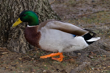 A beautiful Mallard (Male) on a winter morning.  The male’s gleaming green head, gray flanks, and black tail-curl arguably make it one of the most easily identified ducks.