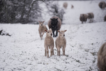 Cold Lambs and Ewes playing in Spring Snow flurry in Farmer's Field