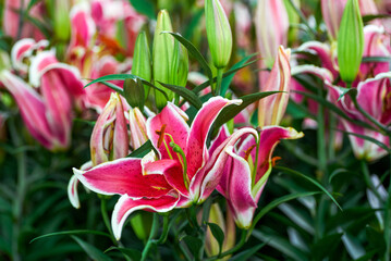 Obraz premium Blooming lilies at the flower market