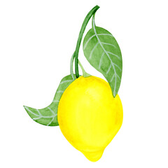 Isolated object-79, hand drawn, watercolour illustration. Lemon fruit with leaves, isolated on white background.