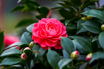 A blooming pink rose flower close-up