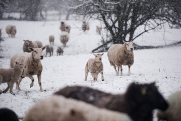 Naklejka premium Cold Lambs and Ewes playing in Spring Snow flurry in Farmer's Field