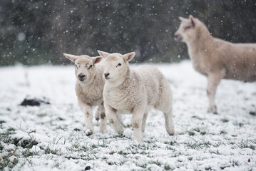 Cold Lambs and Ewes playing in Spring Snow flurry in Farmer's Field