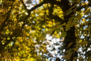 autumn leaves in the forest