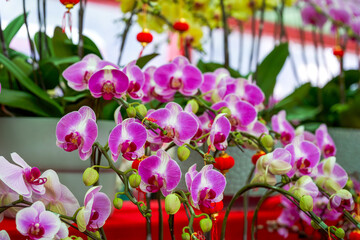 Various Phalaenopsis orchids in the flower market