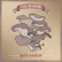 Pleurotus ostreatus aka oyster mushroom color sketch on vintage background. Edible mushrooms series. - 579396434