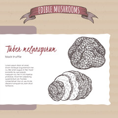 Tuber melanosporum aka black truffle sketch on cardboard background. Edible mushrooms series. - 579396626