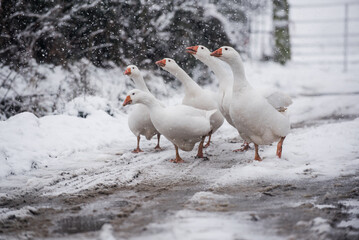 White Embden Christmas Geese Flapping large angel wings in the snow
