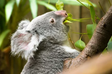 Fotobehang Portrait of a koala bear eating delicious eucalyptus on its tree © David Daniel