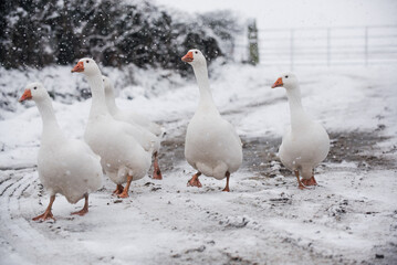 White Embden Christmas Geese Flapping large angel wings in the snow