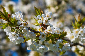 Close up of white cherry blossoms in Wiesbaden-Frauenstein/Germany