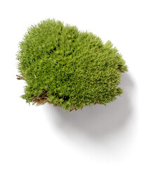 Forest Moss