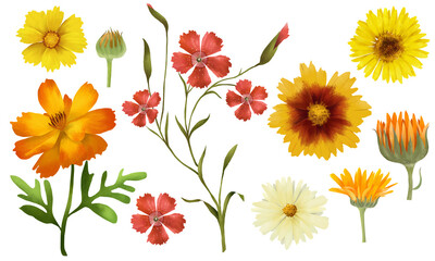 Summer floral set with flowers and leaves. Tickseed, calendula, medical natural herb element. Botanical collection of garden flowers with yellow, orange and red petals and green leaves. Isolated