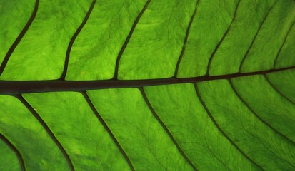 close up  green leaf texture background 