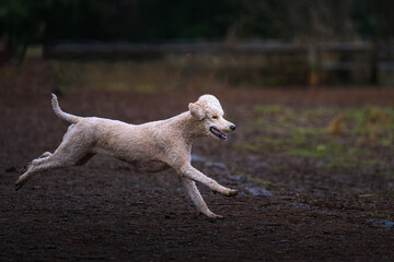 Fototapeta premium 2023-02-19 WHITE STANDARD POODLE RUNNING AT MARYMOOR PARK IN REDMOND WASHINGTON