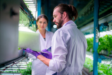 Inside of Greenhouse Hydroponic Vertical Farm Eco system. Urban hydroponics farm with worker inspecting salad, Female and male agricultural researcher working in a greenhouse.