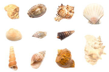Collage with sea shells isolated on white, top view