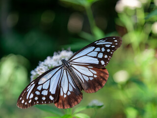 摩耶山・天上寺のアサギマダラ