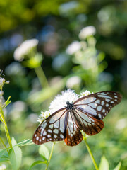摩耶山・天上寺のアサギマダラ