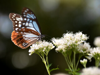 摩耶山・天上寺のアサギマダラ