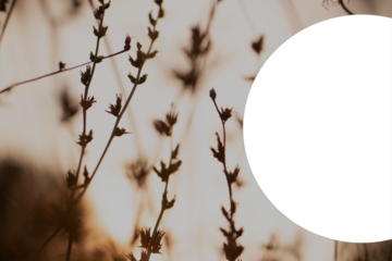 Meadow flowers, evening sun