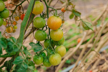 Tomates orgánicos de invernaderos  