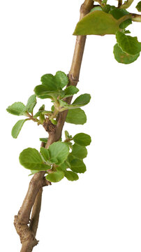 Fresh Oregano Plant Isolated, Aka Origanum Or Wild Marjoram, Aromatic Herbal Mint Family Plant, Native To Mediterranean Used In Cooking And Traditional Medicine, Health, Wellness And Cooking Concept