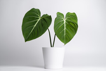 Philodendron Gloriosum in white ceramic pot on isolated white background © JCM