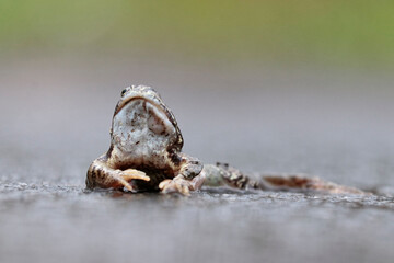 grenouille