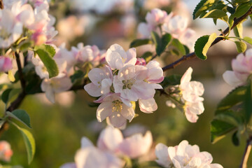 Blooming apple tree. Early spring, awakening of nature. Branch with flowers, buds and green leaves. Sunset light, soft focus, close up.
