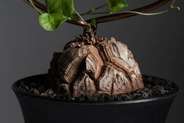 Dioscorea Elephantipes plant close up on the caudex woody body cracking  texture with isolated grey...
