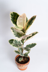 Ficus Elastica Tineke aka Rubber Fig variegated plant on terracotta pot in isolated white background
