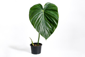 Philodendron Pastazanum plant in black plastic pot with isolated white background